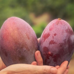 Mango (desde Agosto a Noviembre)