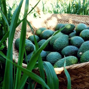 Aguacate Hass Bio Frutorganic (desde Octubre a Mayo)