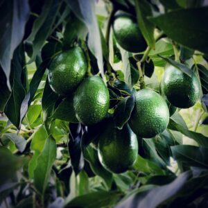 Aguacate Bacon Bio Frutorganic (desde Octubre a Mayo)