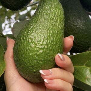 Aguacate Fuerte Bio Frutorganic (Desde Noviembre a Enero)